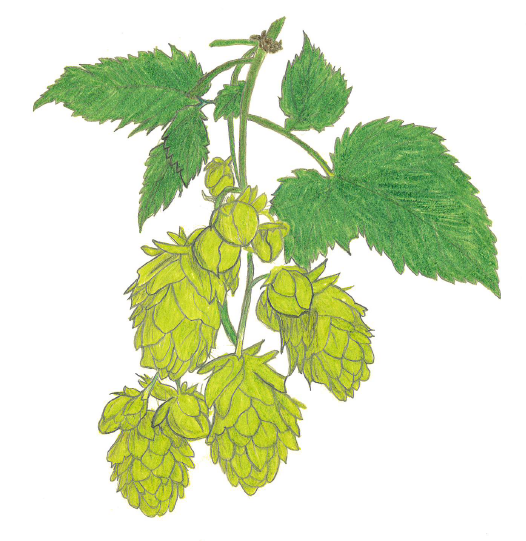 Hopfendolde von Christian Eccel 2023 fürs Goldene Buch zur Hopfenkönigin Lena Schmid Hopfendolde von Christian Eccel 2023 fürs Goldene Buch zur Hopfenkönigin Lena Schmid