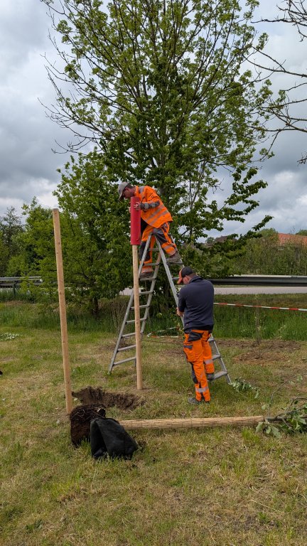 Pflanzaktion STS - Gemeinde - Pfähle - von Martin Koch Pflanzaktion STS - Gemeinde - Pfähle - von Martin Koch