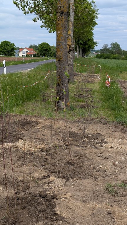 Pflanzaktion STS - Gemeinde - Sträucher - von Martin Koch Pflanzaktion STS - Gemeinde - Sträucher - von Martin Koch